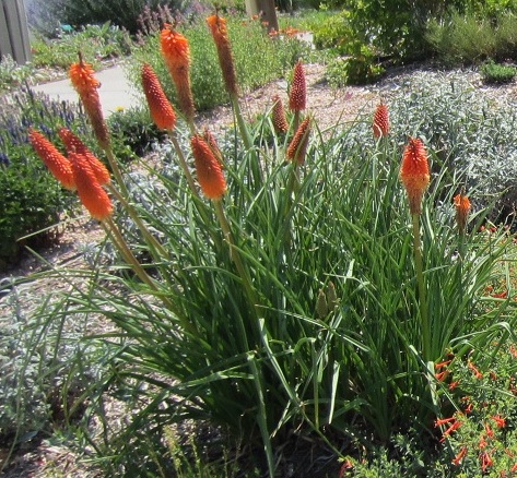 Torch lily with orange blooms
