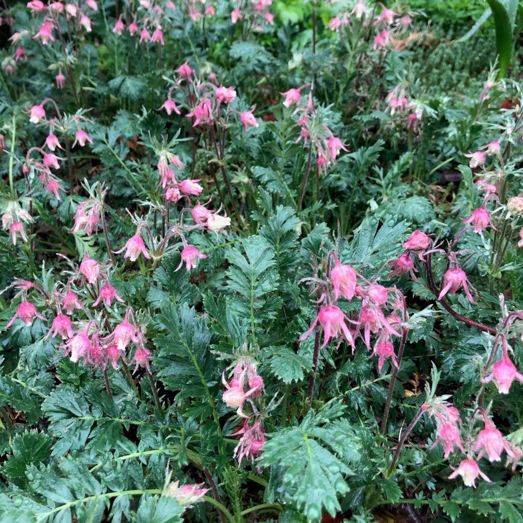 Pink flowering Prairie Smoke plants