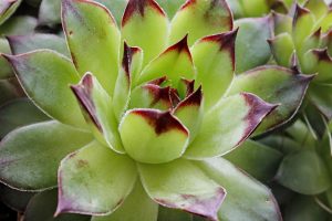 Xeric Plant of the Month - April