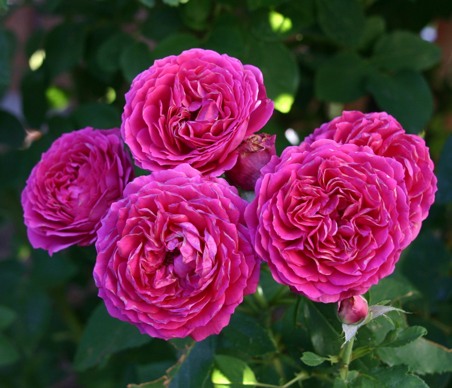 Ruby Voodoo Rose: Xeric Plant – May – Broomfield County Extension