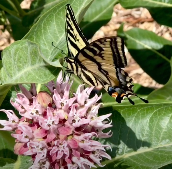 Milkweed flower and butterfly