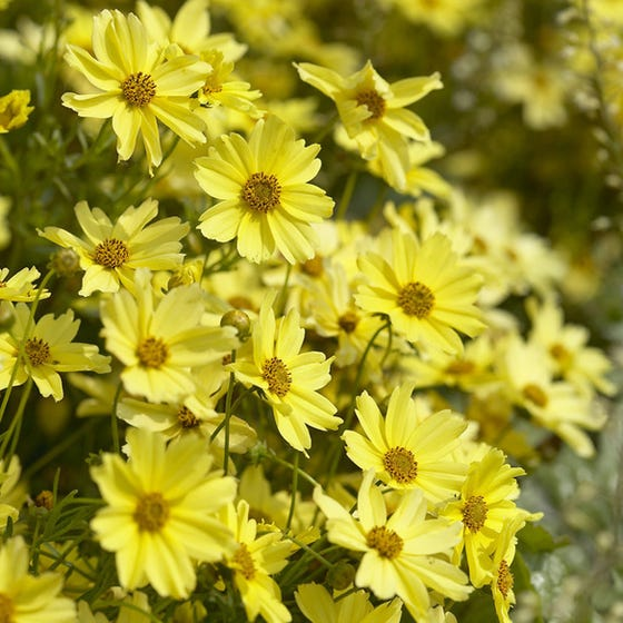 Yellow Coreopsis flowers