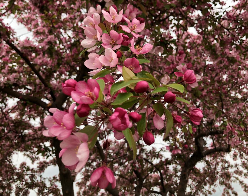 Crabapple blossoms