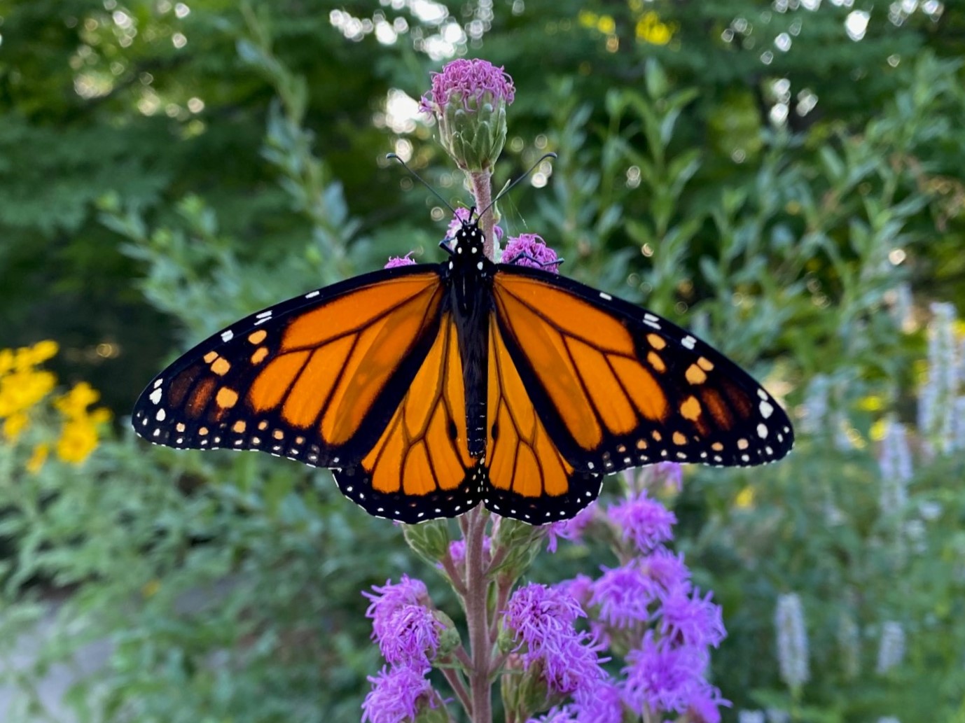 Monarch butterfly on Blazing Star
