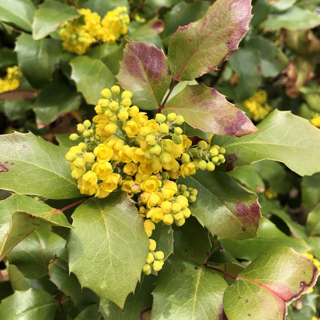 Creeping Grape Holly with yellow blooms.