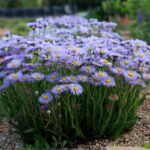 RAMBLER™ mountain fleabane