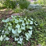 Silver Shield French sorrel